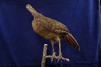 藍腹鷴藏品圖，第4張